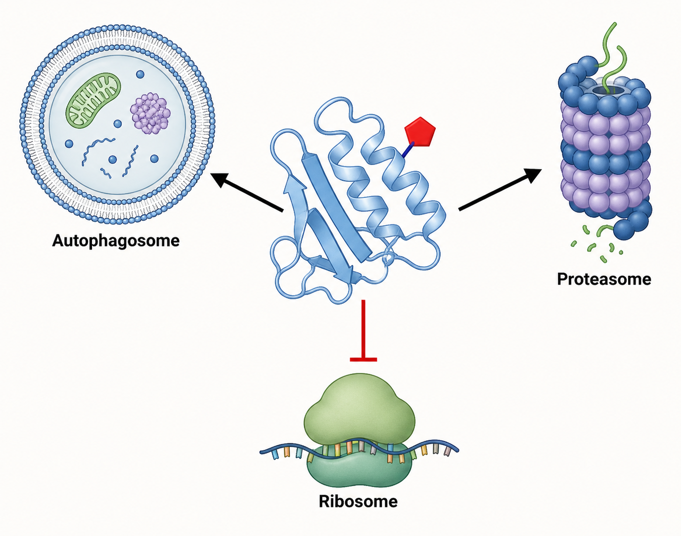 Protein with a colored post-translational modification directing autophagosome and proteasome pathways while inhibiting ribosome activity