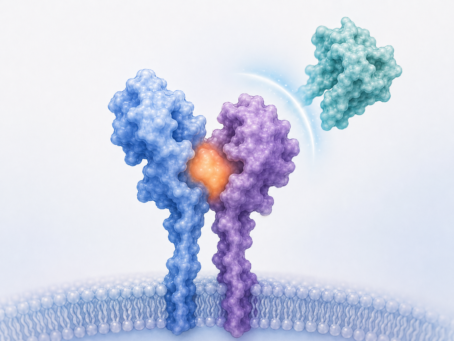 Abstract illustration of an inhibitory compound blocking IL-13 binding to the IL-13RA1 and IL4R receptor complex